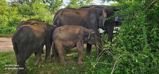 Udawalawe-Safari-Tour mit Win Win Tours