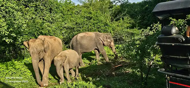 Udawalawe-Safari-Tour mit Win Win Tours