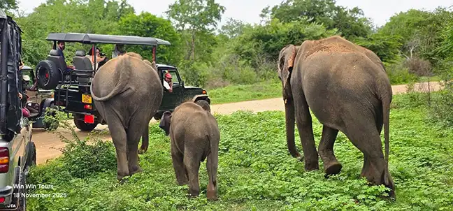 Udawalawe-Safari-Tour mit Win Win Tours