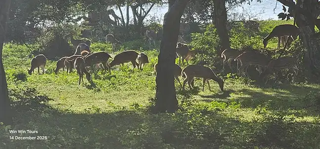 Yala-Safari-Tour mit Win Win Tours