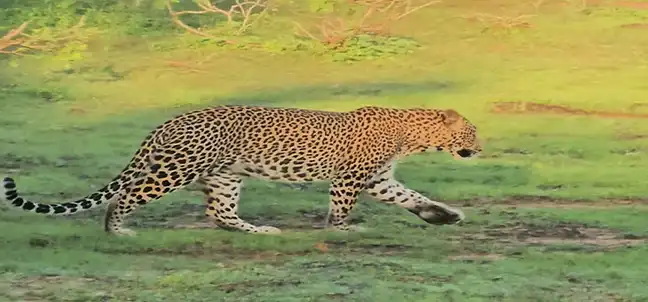 Yala-Safari-Tour mit Win Win Tours